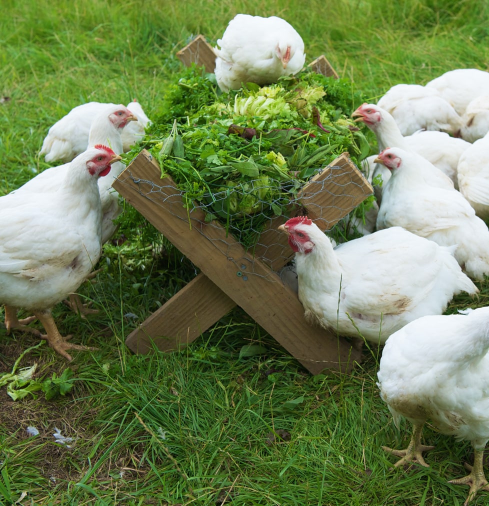 Fresh herbs for the HerbFed chickens!
