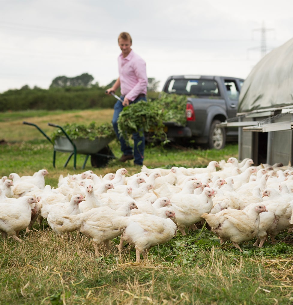 free range chickens. Birds being fed