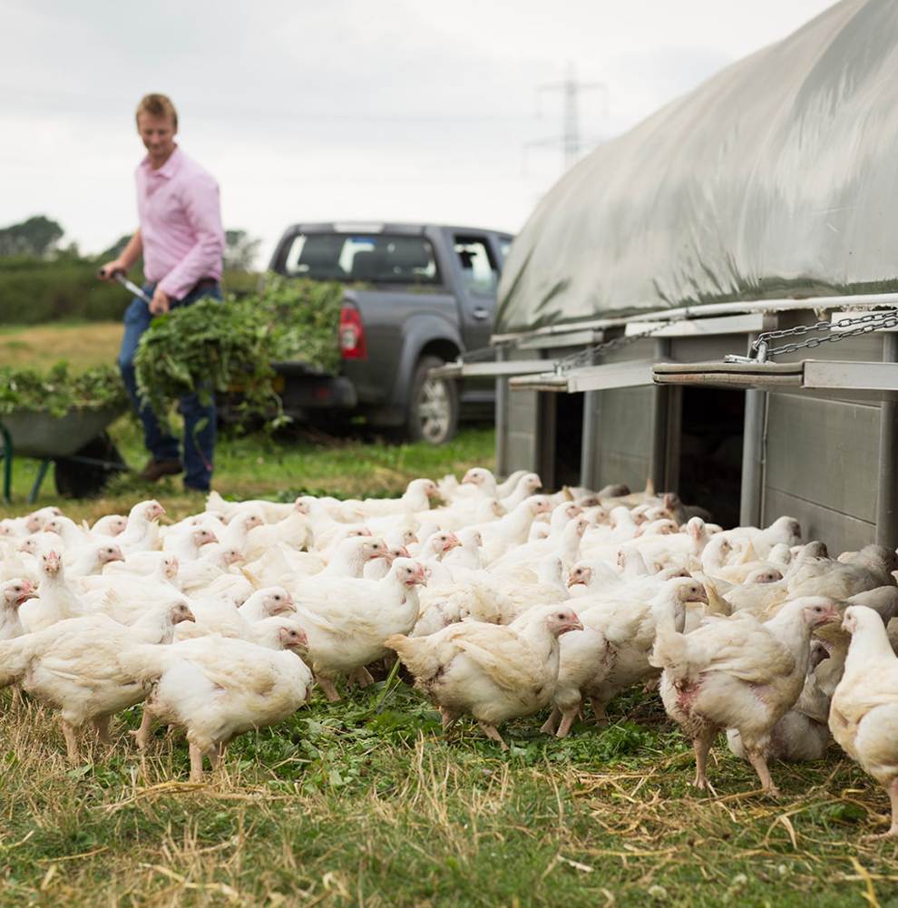 Feeding time for the free range herb fed chickens